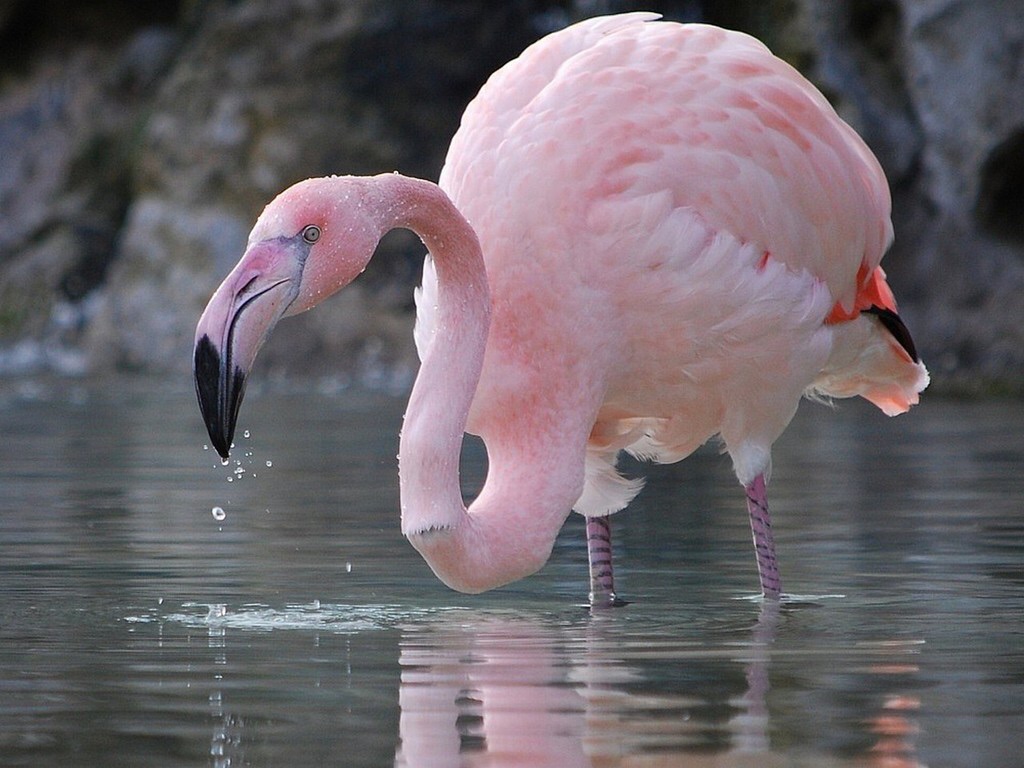 Фламинго. Фламинго моногамны. Карликовый Фламинго. Фламинго Англия. Большой Фламинго.